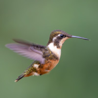 Purple-throated Woodstar